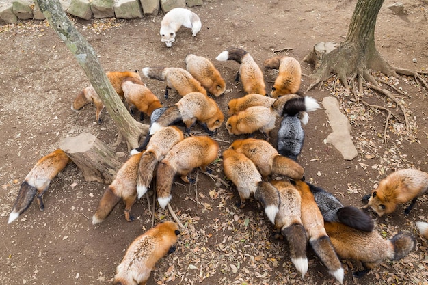 Группа лис, которые едят вместе