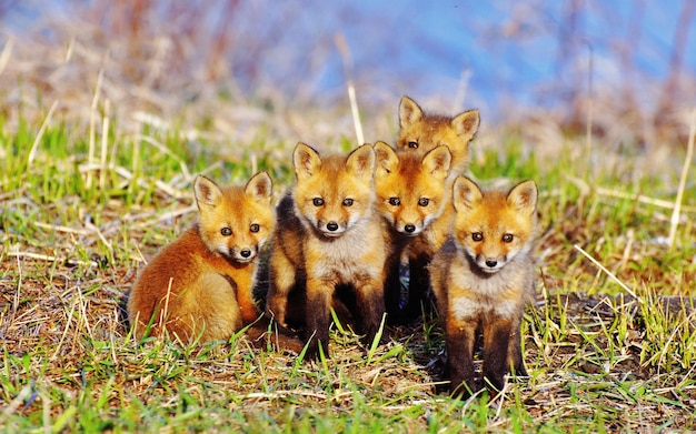 a group of foxes are sitting in the grass