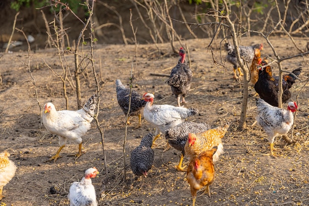 Group of free range chicken