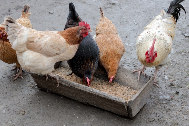 A group of free range chickens eating outside on a farm