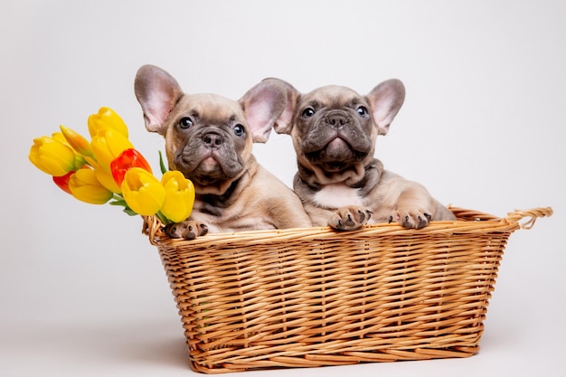 Group of french bulldog puppies in a basket on a white\
background with a bouquet of spring flowers