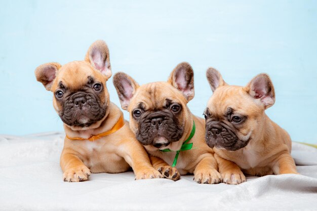 Foto un gruppo di cuccioli di bulldog francese su sfondo blu