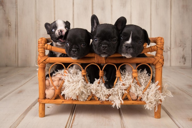 A group of french bulldogs sit in a wooden crate.