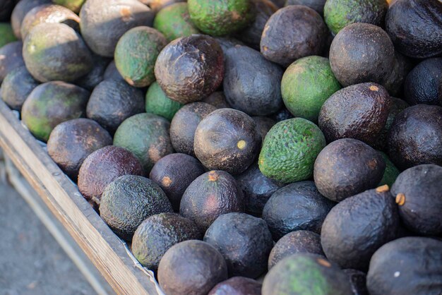 Group of fresh avocados from nature green