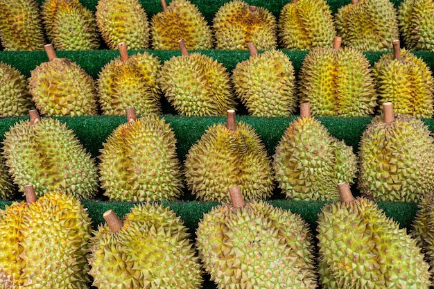 Group of fresh durians in the durian market durian on the counter in the store many fruits of the royal durian fruit on the backgroundt harvesting