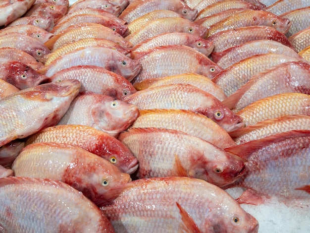 Group of the fresh red tilapia fish on the ice for sale in the supermarket in Thailand,  front view for the background.