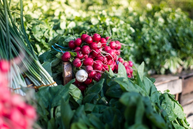 Group of or Freshly harvested red radish Stack of Vibrant red radish on market or bazar