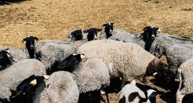 Group of a funny sheeps. Portrait of sheep on the farm.