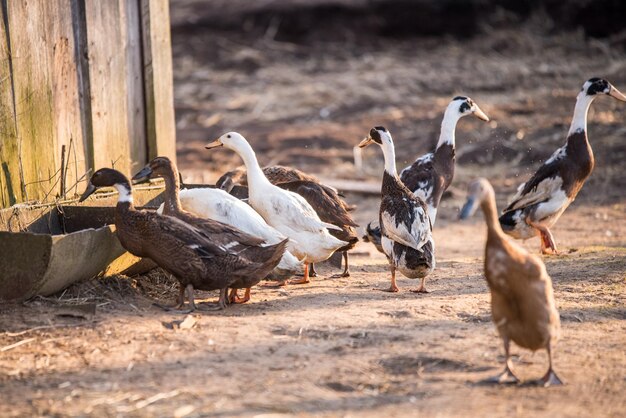 Group of geese walking around yard and garden