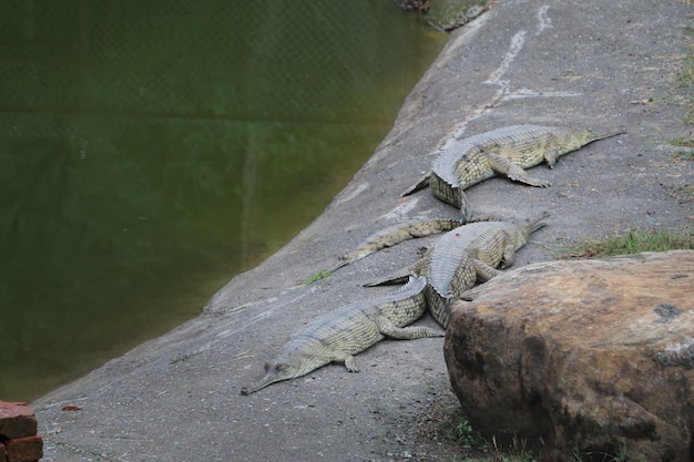 Photo a group of gharials rest on a rock in a pond