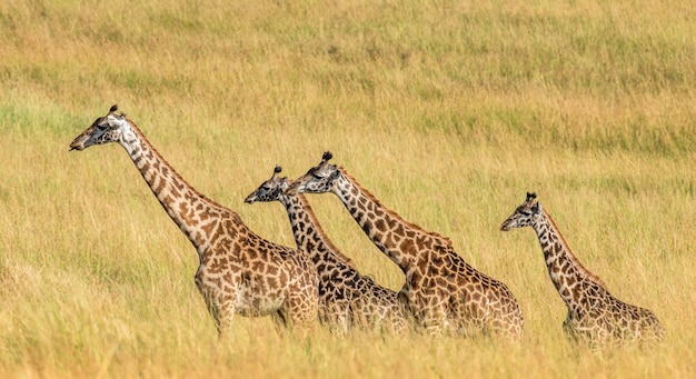 Group of giraffes in the savanna.