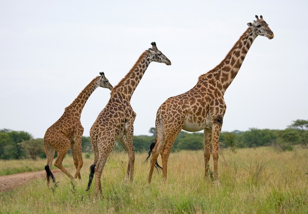 Group of giraffes in the savanna.