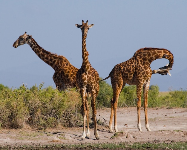 Group of giraffes in the savanna.