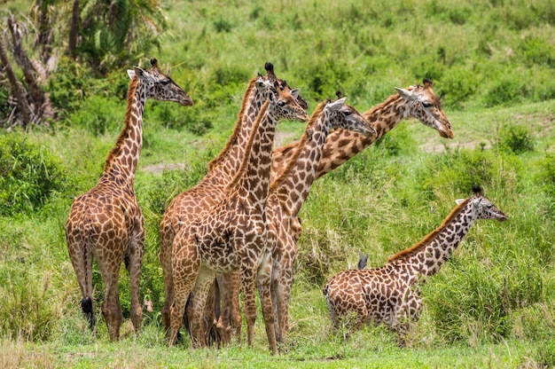 Группа жирафов в саванне