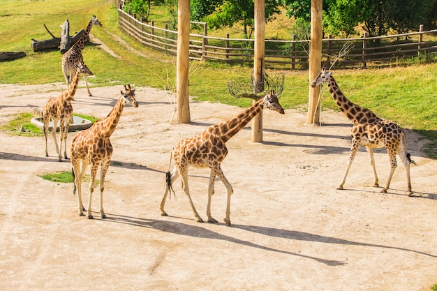 キリンのグループが公園を散歩します。