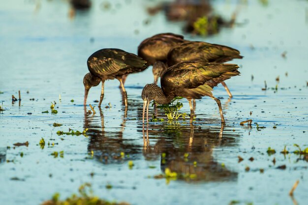 Group of glossy ibis (plegadis falcinellus) in a rice field in Albufera of Valencia natural park, Valencia, Spain.