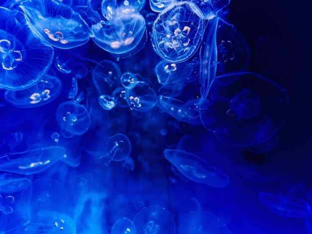 Group of Glowing Jellyfish Underwater on Blue Background