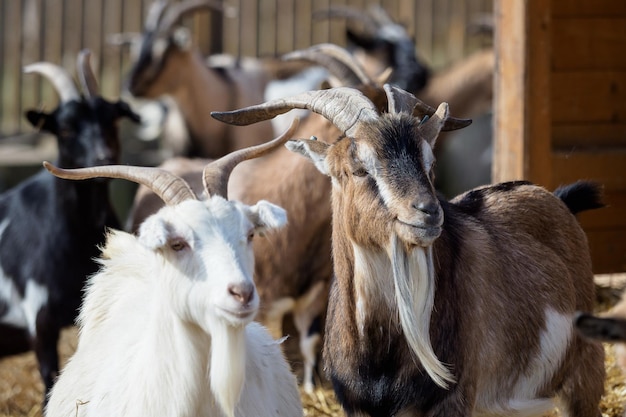 Photo group goats capra hircusanimal group