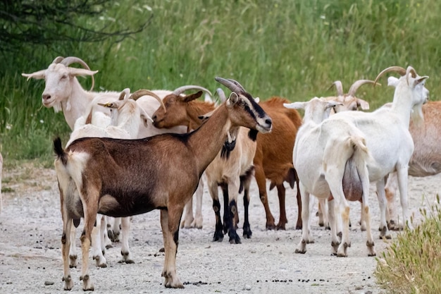 A group of goats grazing in the field