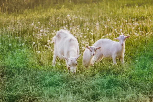 Group of goats with baby goats Local family goats in the yard village house Goats standing among green grass Sunny spring day Goat and goat kid