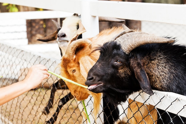 Group of Goats with one snuggling to an other one