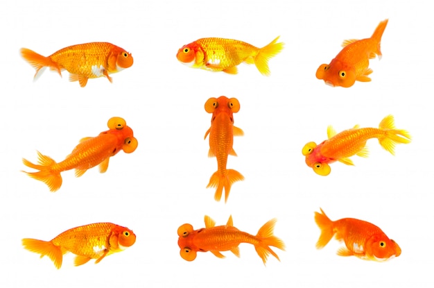 Group of goldfish and bubble eye goldfish isolated. Animal. Pet.