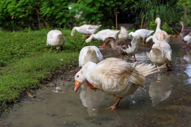 Group goose is eatting grass in nature farm garden after rainny day