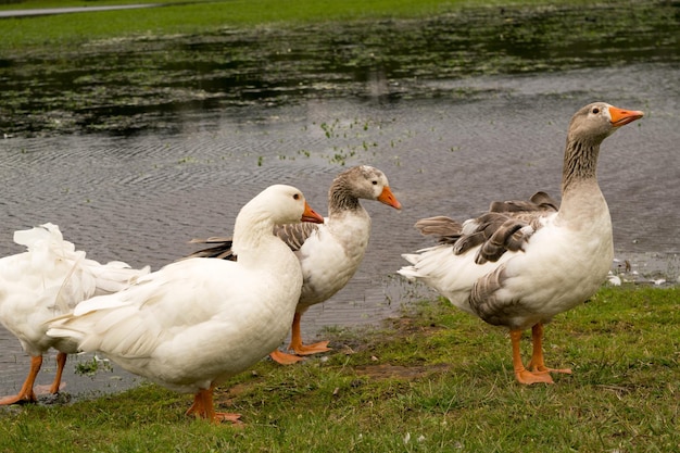 Group of goose outside the lake