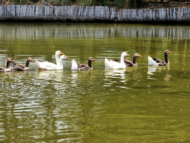 公共公園の池で一列に並んで泳ぐガチョウの群れ