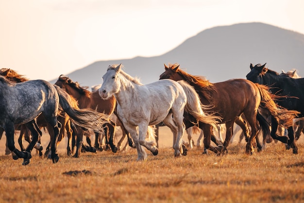 中国の太陽の下、金色の野原を疾走する豪華な野生馬の群れ