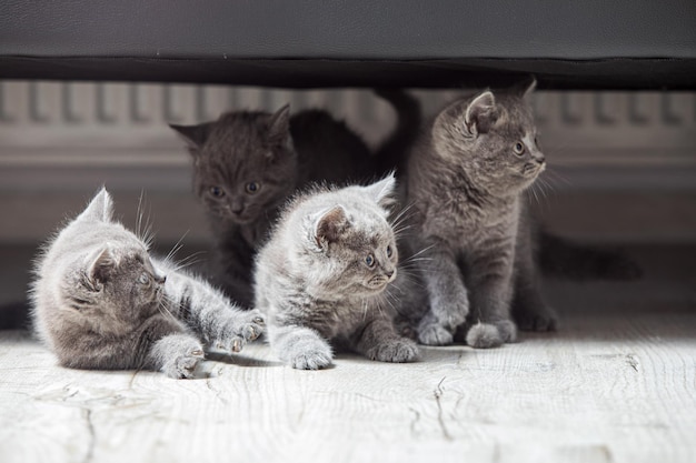 Il gruppo di gattini grigi è seduto per terra sotto il divano e distoglie lo sguardo