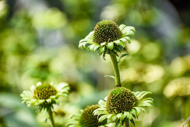 緑色のヤグルマギク（Echinacea purpurea）のグループ