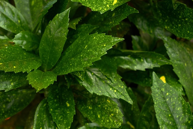 A group of green fresh mint leaves.