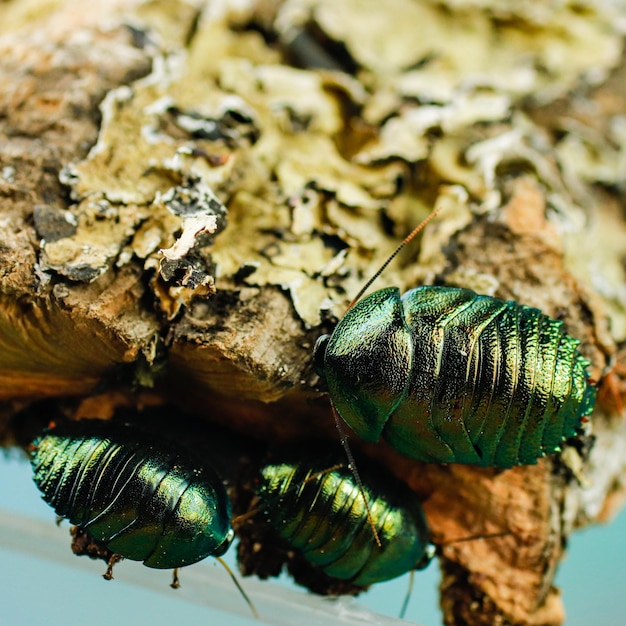 Photo a group of green and gold beetles are on a branch.