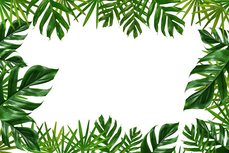 Photo group of green leaf frame on white