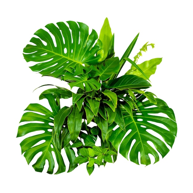 Group Green leaves tropical foliage plant bush of philodendron dracaena and fern floral arrangment