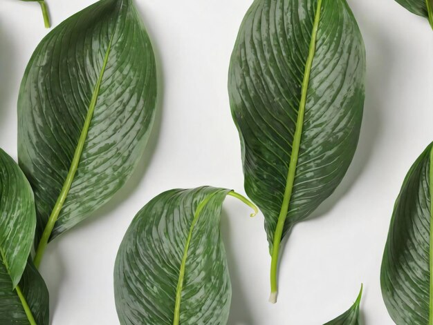 A Group Of Green Leaves On A White Surface