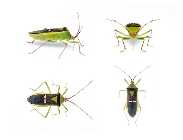 Group of green legume pod bugHemiptera isolated on white background Animal Insect