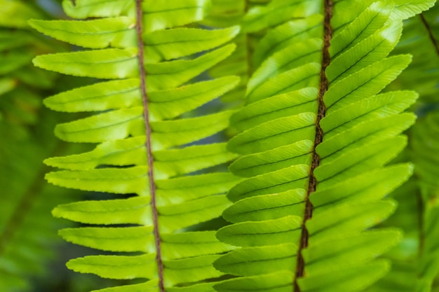 녹색 긴 모양의 잎의 그룹