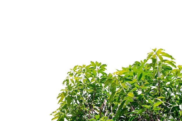 녹색 망고의 그룹 흰색 배경 위에 나뭇잎.