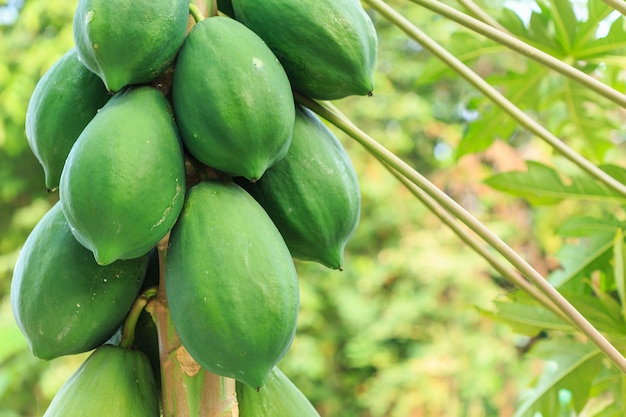 Group of green papaya on the tree and blur background