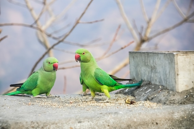 Group green parrot on stone wall.