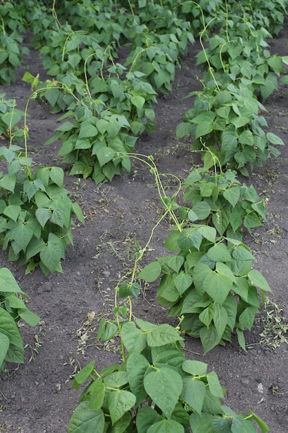 A group of green plants in a field