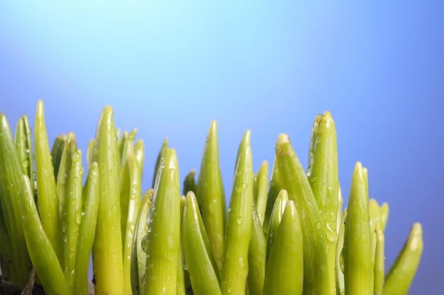 Group of green sprouts growing out from soil