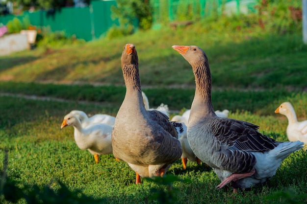 A group of grey geese are standing on the grass.