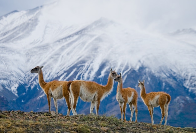 Group of guanaco camelid in the nature