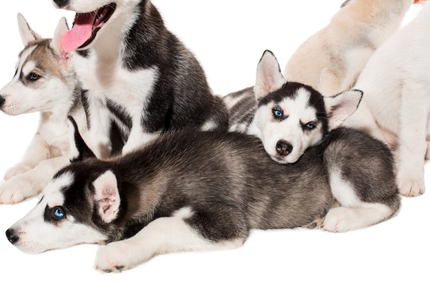 Group of happy siberian husky puppies on white. Beautiful puppies