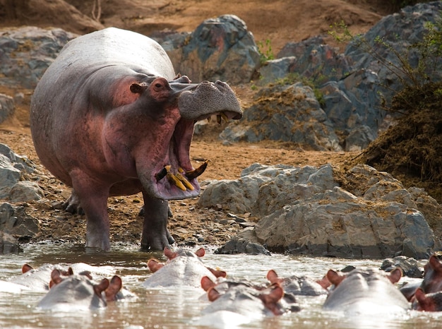 Group of hippopotamus are in the water 