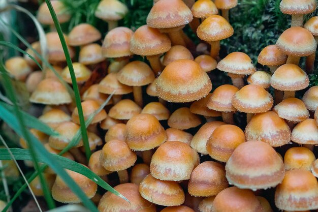 group of honey agaric on a stump. Armillaria, mellea close up