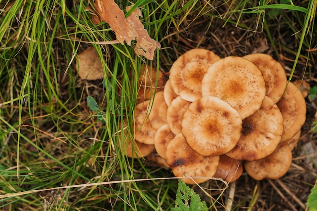 a group of honey agarics in the forest. honey mushrooms in the grass 